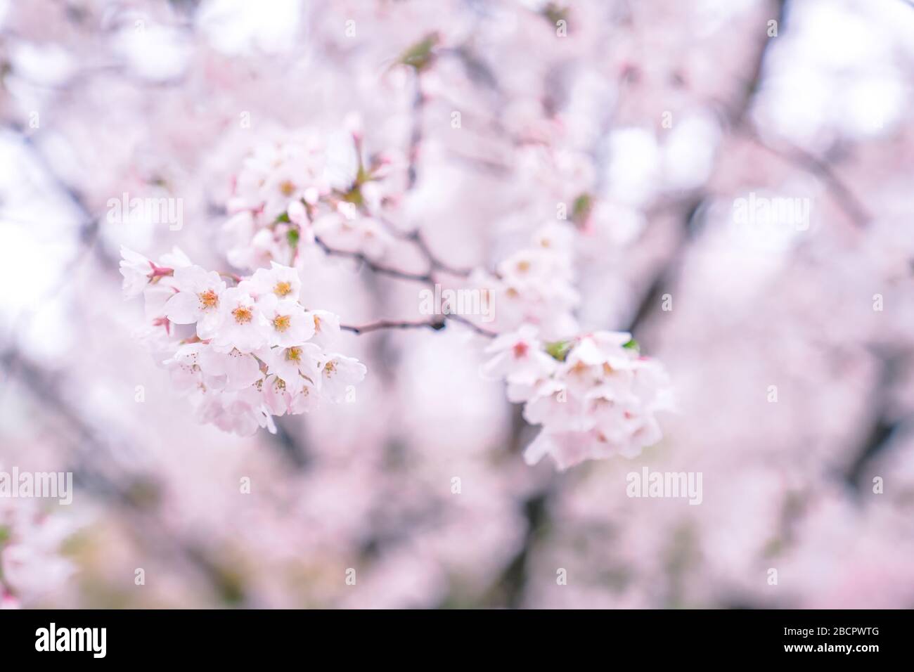 Cherry blossoms are in full bloom in spring Stock Photo - Alamy