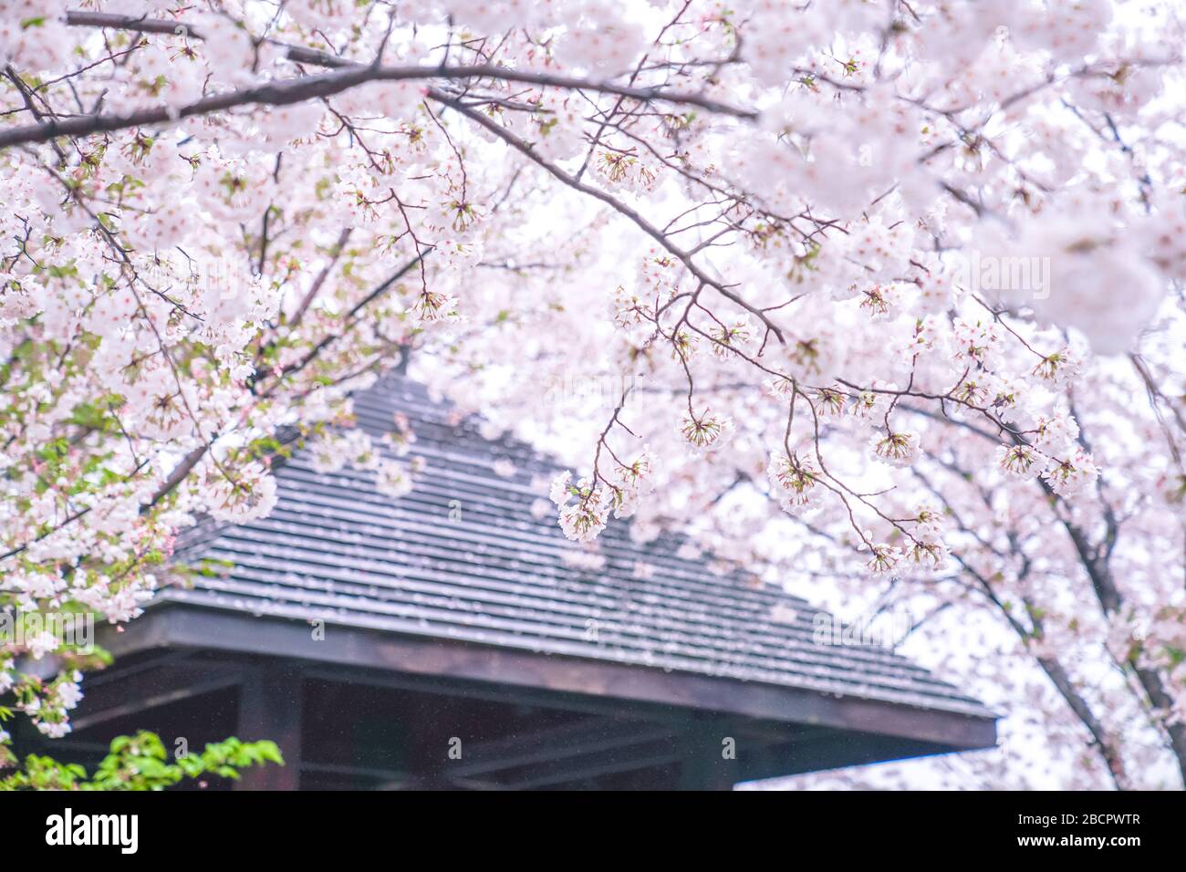 Cherry blossoms are in full bloom in spring Stock Photo - Alamy