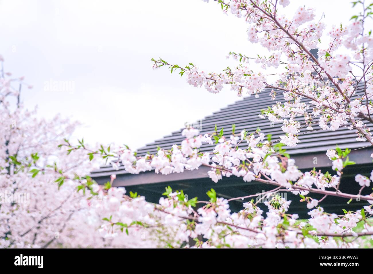 Cherry blossoms are in full bloom in spring Stock Photo - Alamy