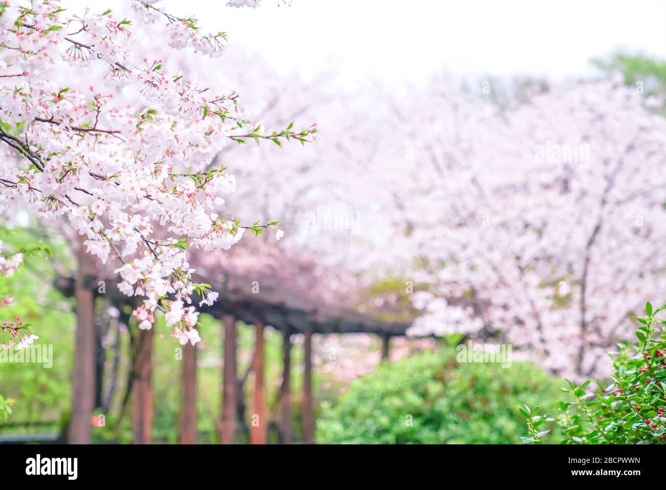 Cherry blossoms are in full bloom hi-res stock photography and images ...