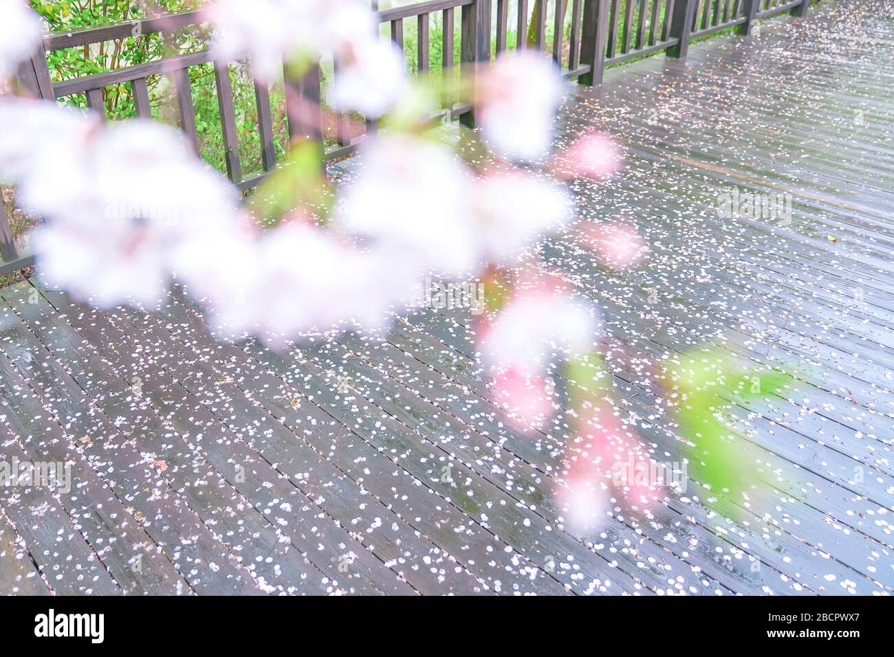 Cherry blossoms are in full bloom in spring Stock Photo - Alamy