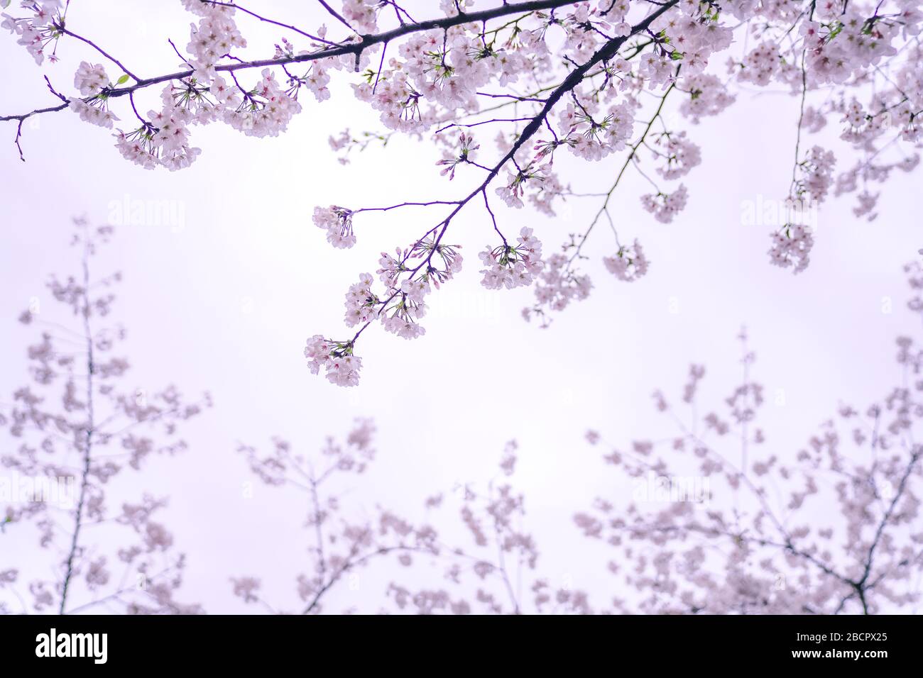Cherry blossoms are in full bloom in spring Stock Photo - Alamy