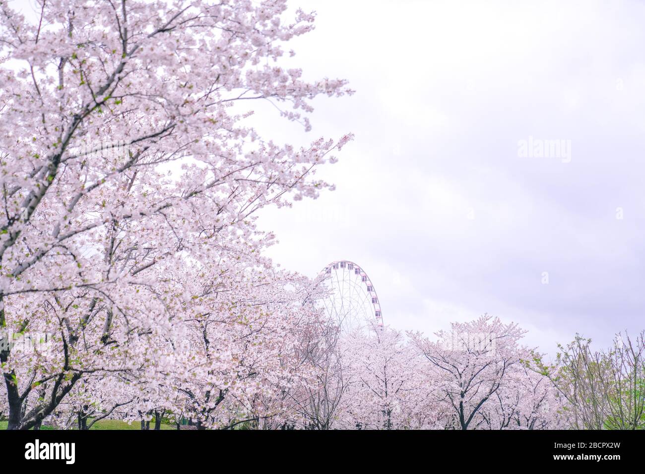 Cherry blossoms are in full bloom in spring Stock Photo - Alamy