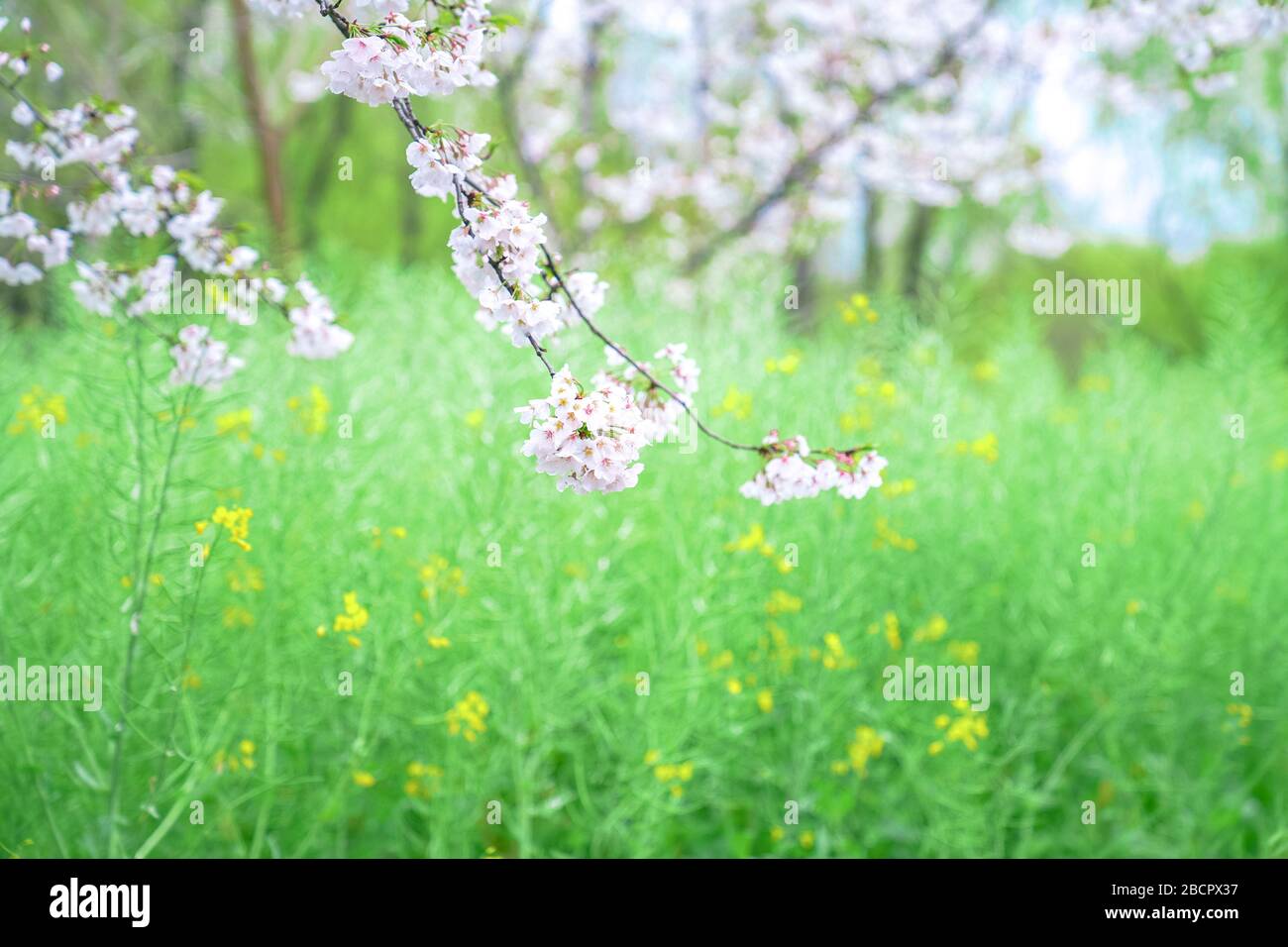 Cherry blossoms are in full bloom in spring Stock Photo - Alamy