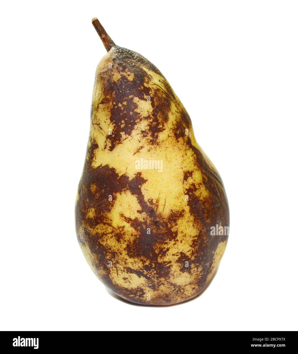 Dented Pears Rotten and decomposing organic pear on white background Stock Photo - Alamy