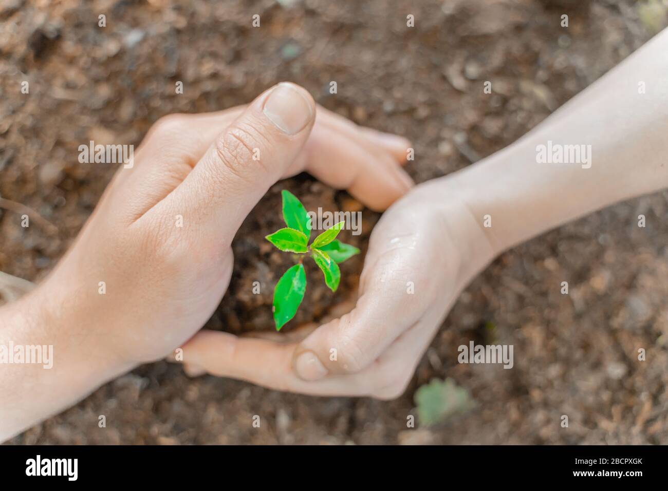 Hands holding young plant on blur nature background with sunlight. Eco ...