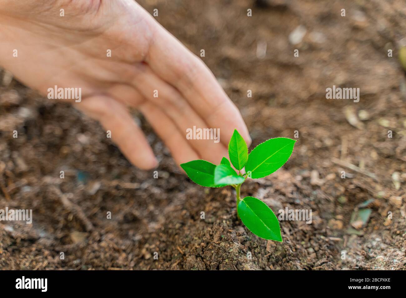 Hands holding young plant on blur nature background with sunlight. Eco ...