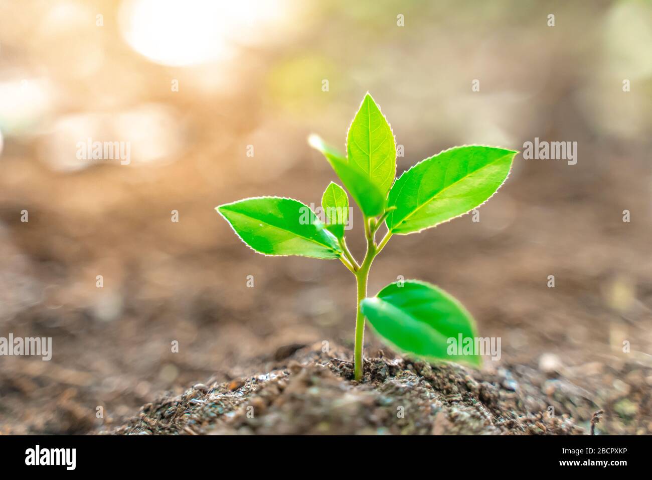 Hands holding young plant on blur nature background with sunlight. Eco ...