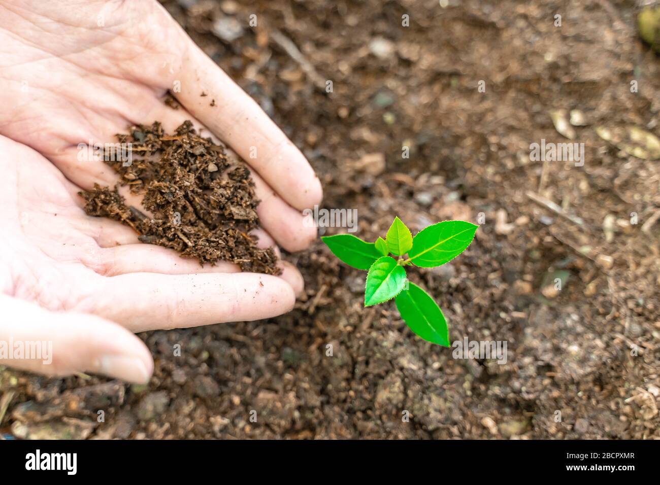Hands holding young plant on blur nature background with sunlight. Eco ...
