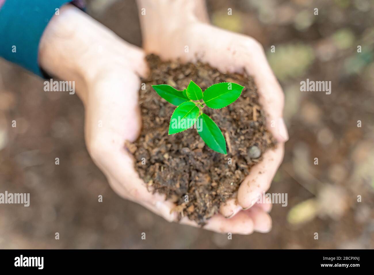 Hands holding young plant on blur nature background with sunlight. Eco ...