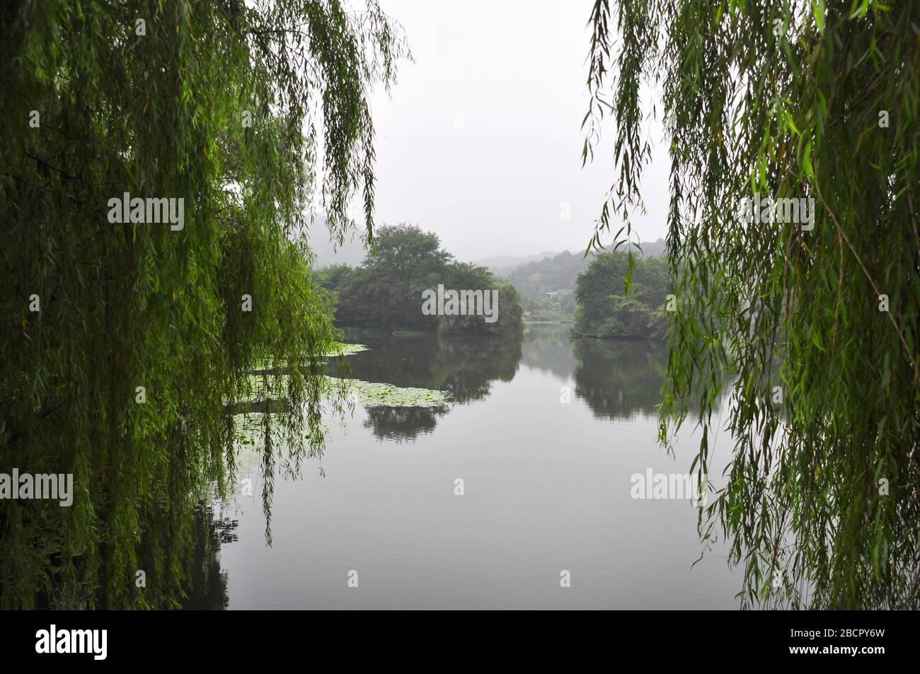 The view across the west lake in Hangzhou through willow trees. The opposite bank blurs in the fog. The raindrops fall into the lake and blur the refl Stock Photo
