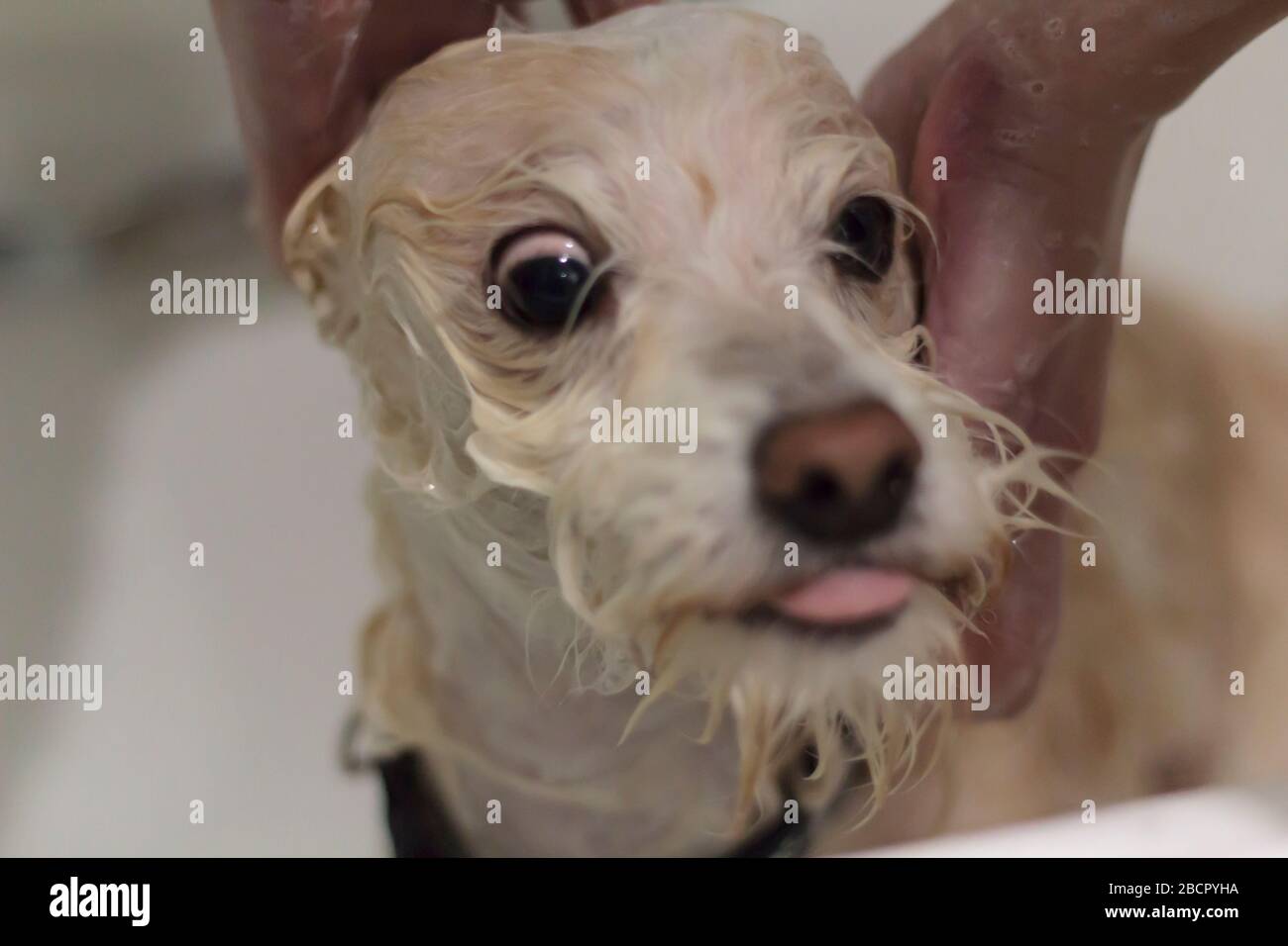 White dog with funny face taking a bath on the bathtub Stock Photo