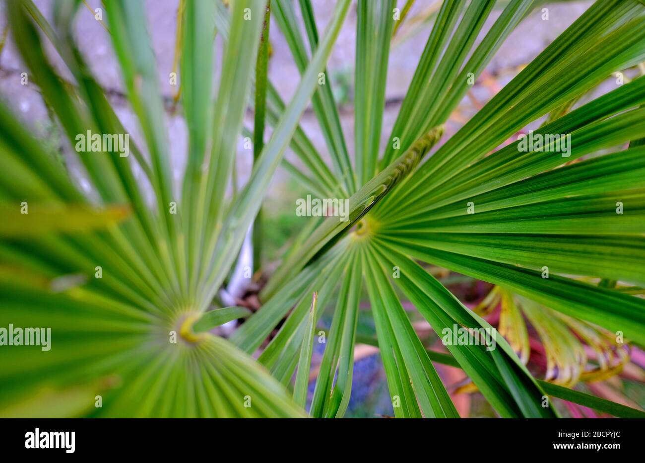 Trachycarpus Fortunei palm tree detail Stock Photo