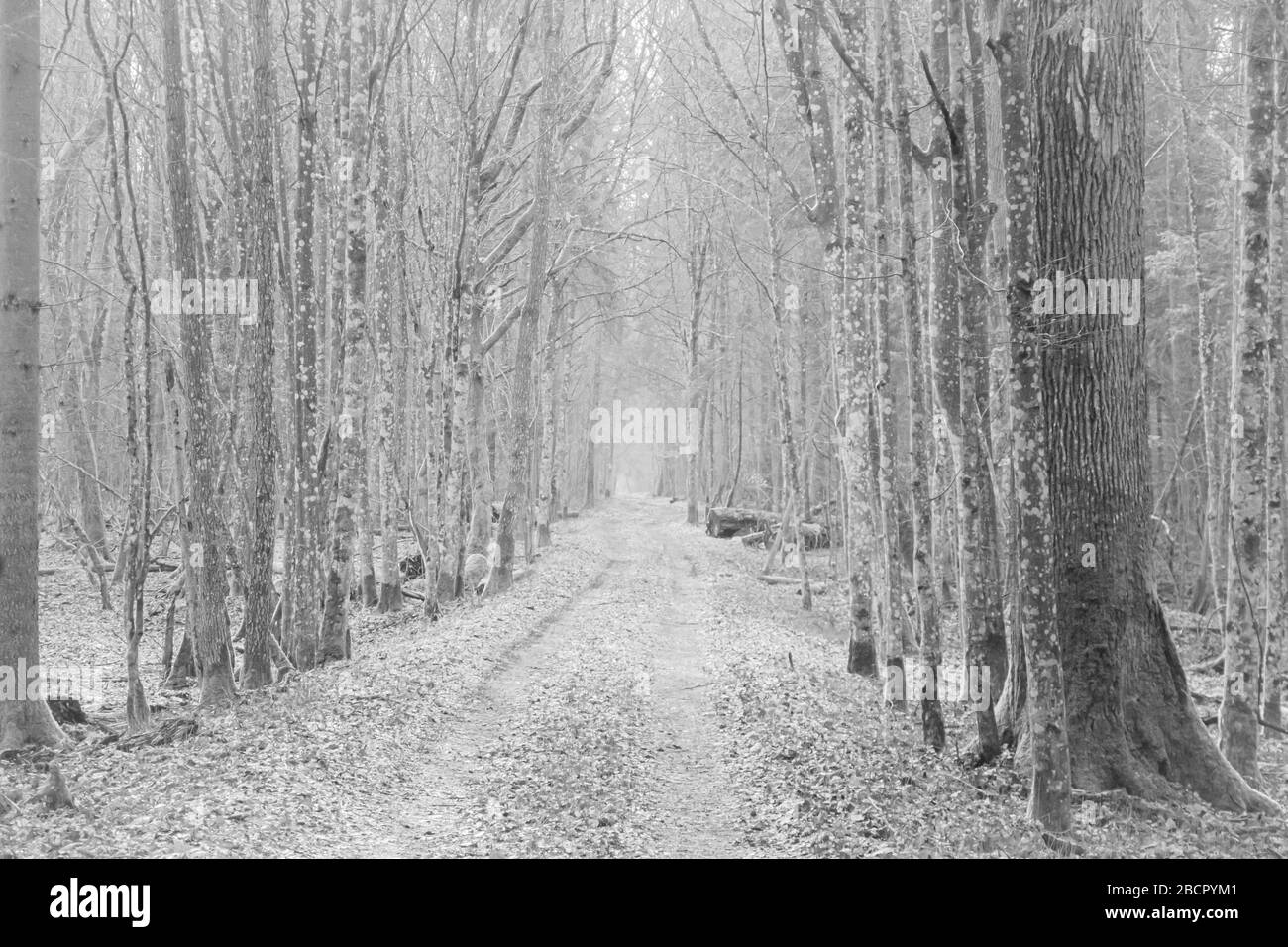 a path through an avenue of trees in deep forest, light at the end of the tunnel of trees, near-death experience, going into the light, high key, Stock Photo