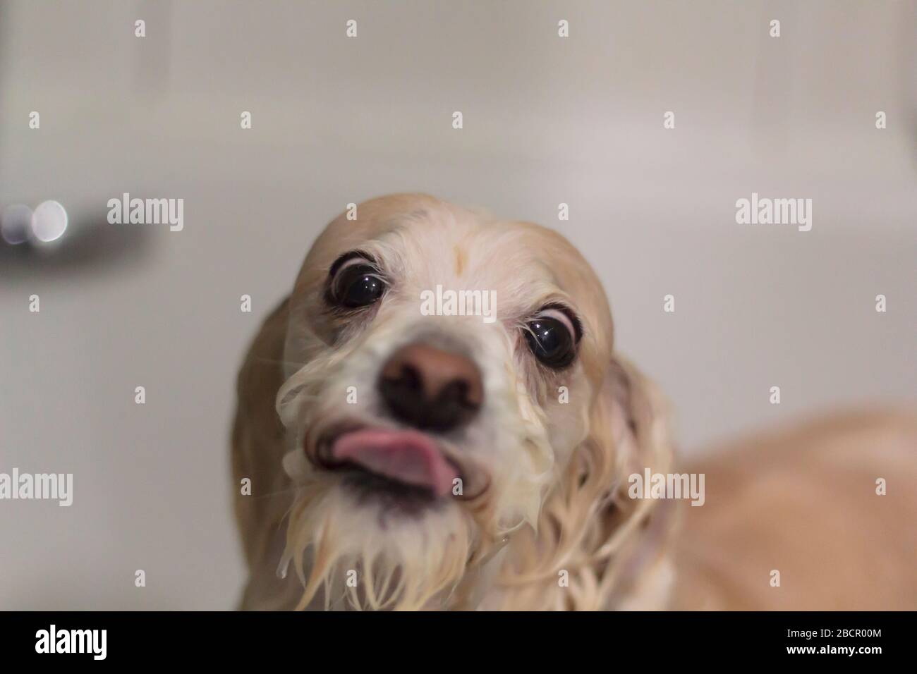 White dog with a funny face taking a bath on the bathtub Stock Photo