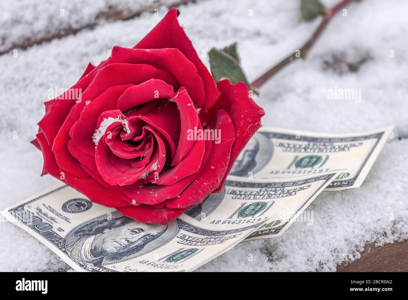 A frozen red rose lies on banknotes in the snow in the park Stock Photo