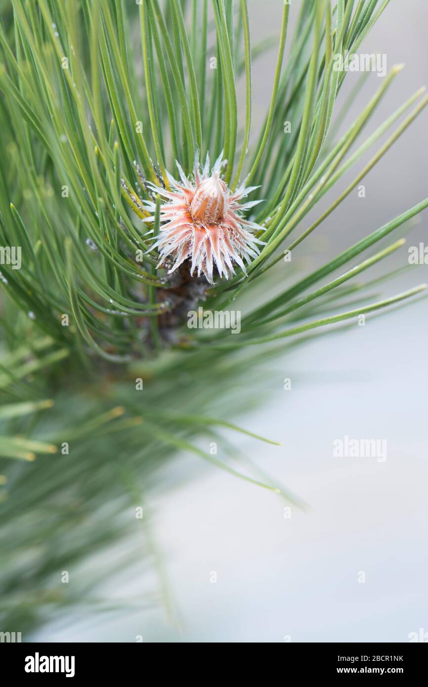 Pinecone on the pine tree branch Stock Photo