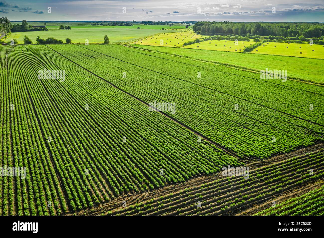 Drone View Potato Plantation Hi res Stock Photography And Images Alamy drone-view-potato-plantation-hi-res-stock-photography-and-images-alamy