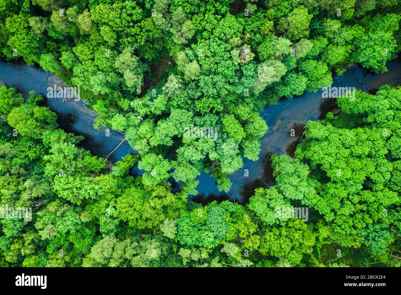 Top view of forest and river in Tuchola national park Stock Photo - Alamy