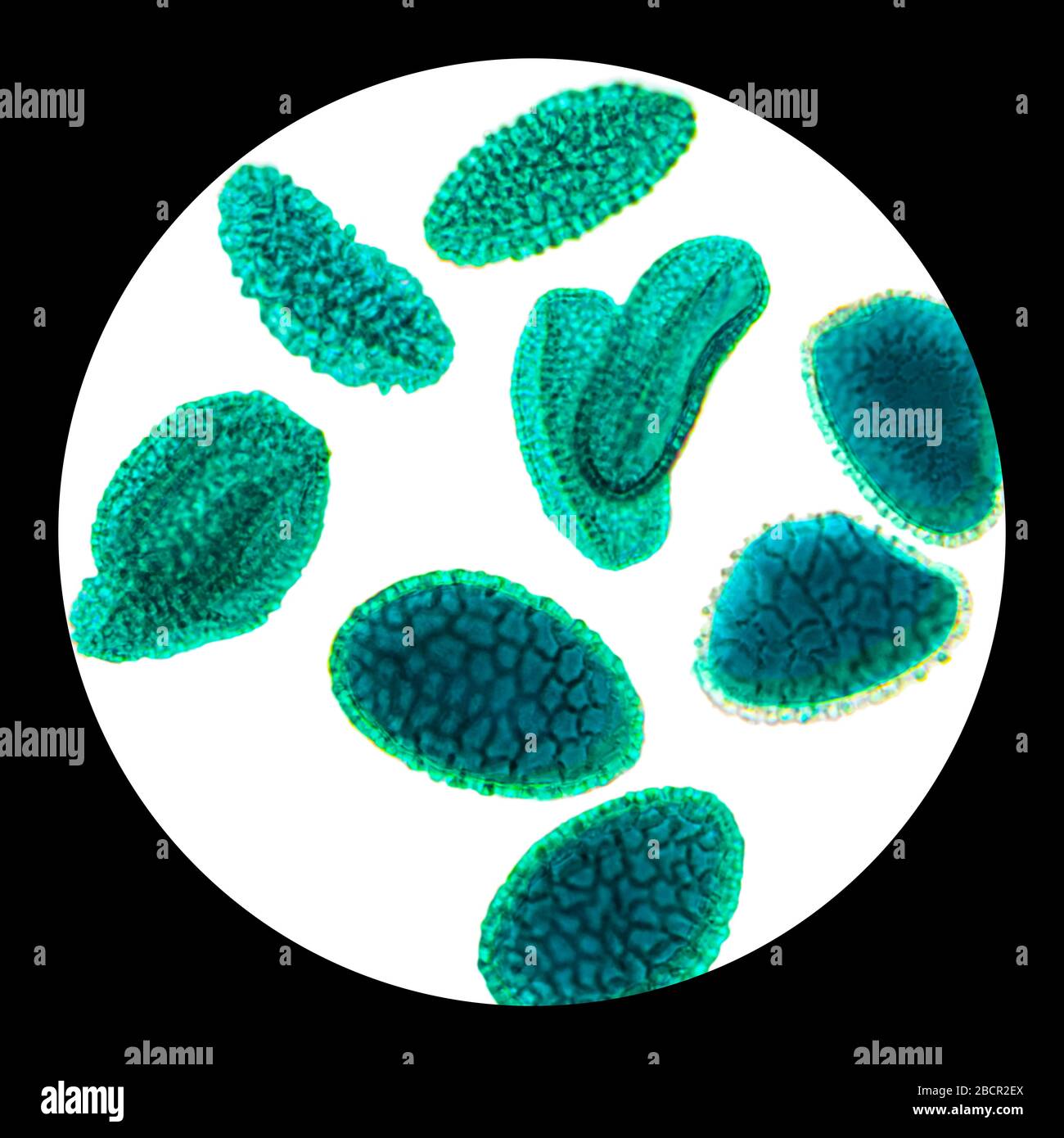 Her microscope hires stock photography and images Alamy