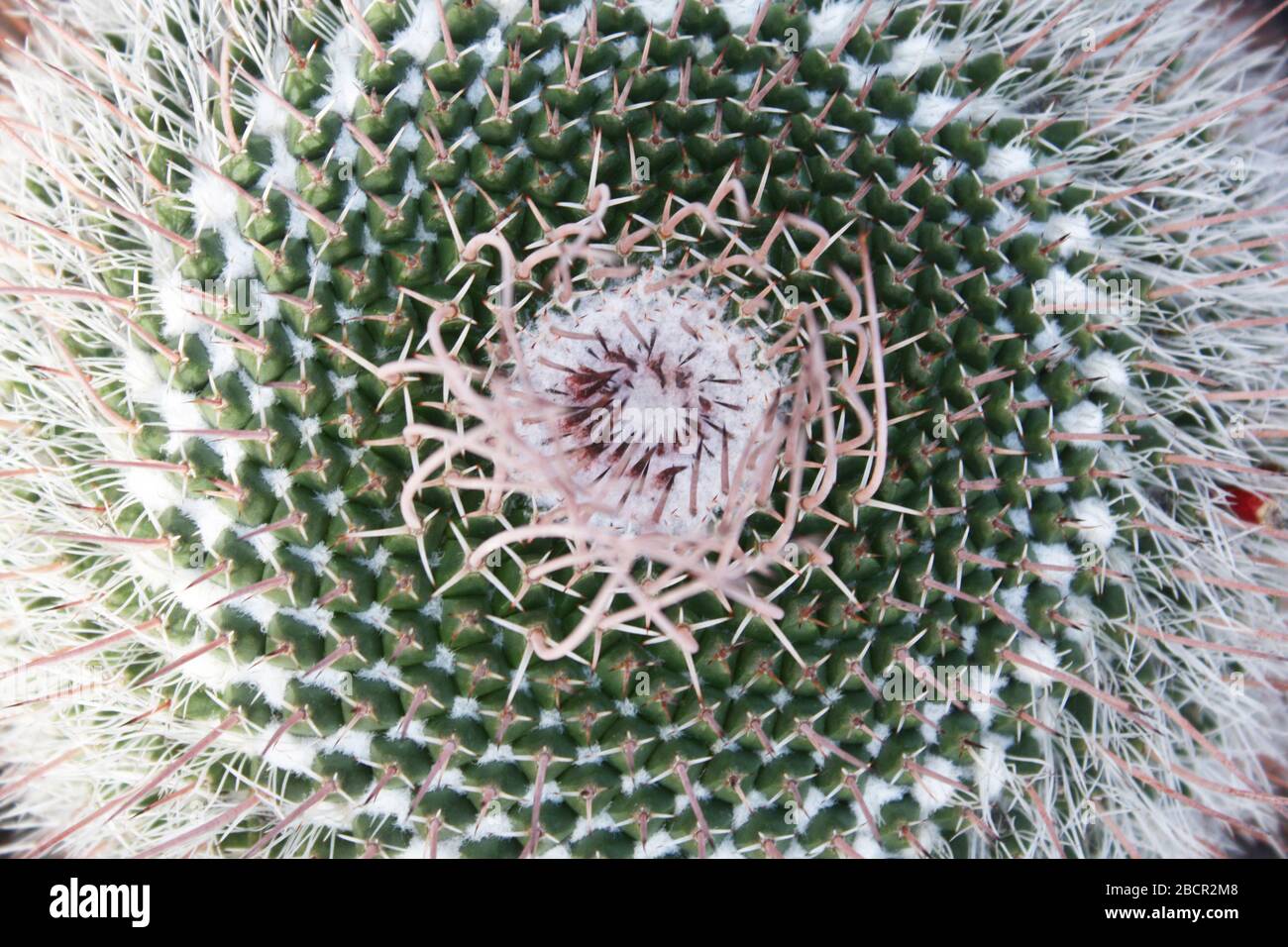 Kaktus mammillaria mystax Stock Photo