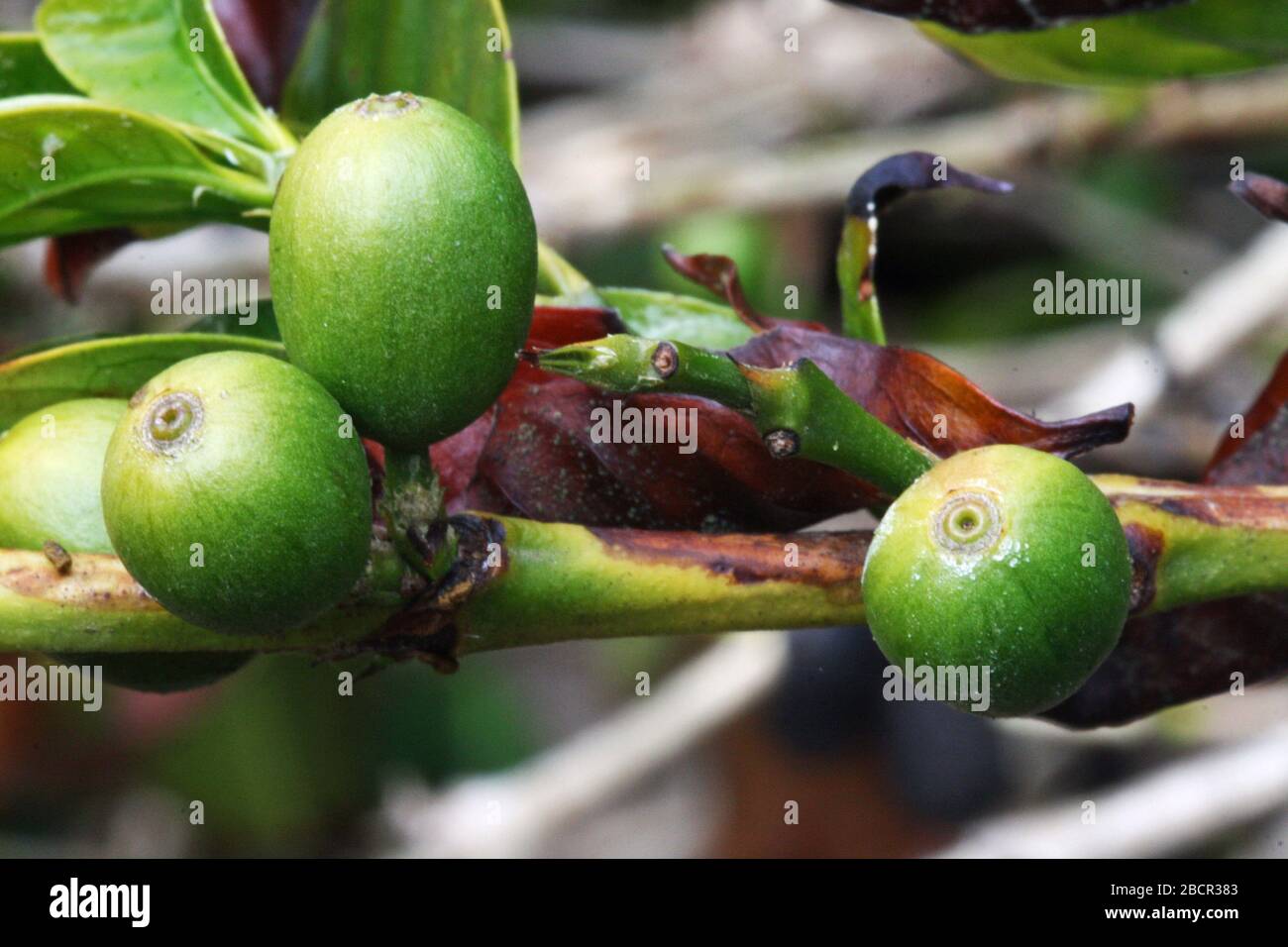 Kaffeebeeren Stock Photo