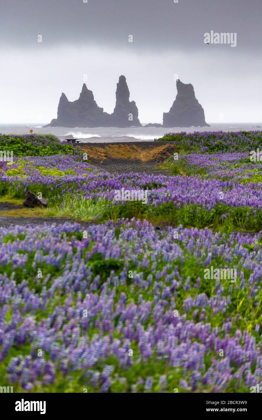 Lupin flowers with Reynisdrangar seastacks in the background, Vik, Iceland Stock Photo