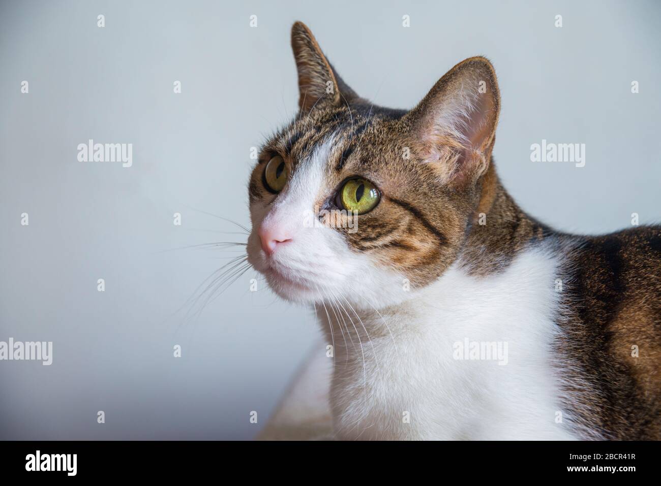 Tabby and white cat. Profile portrait. Stock Photo