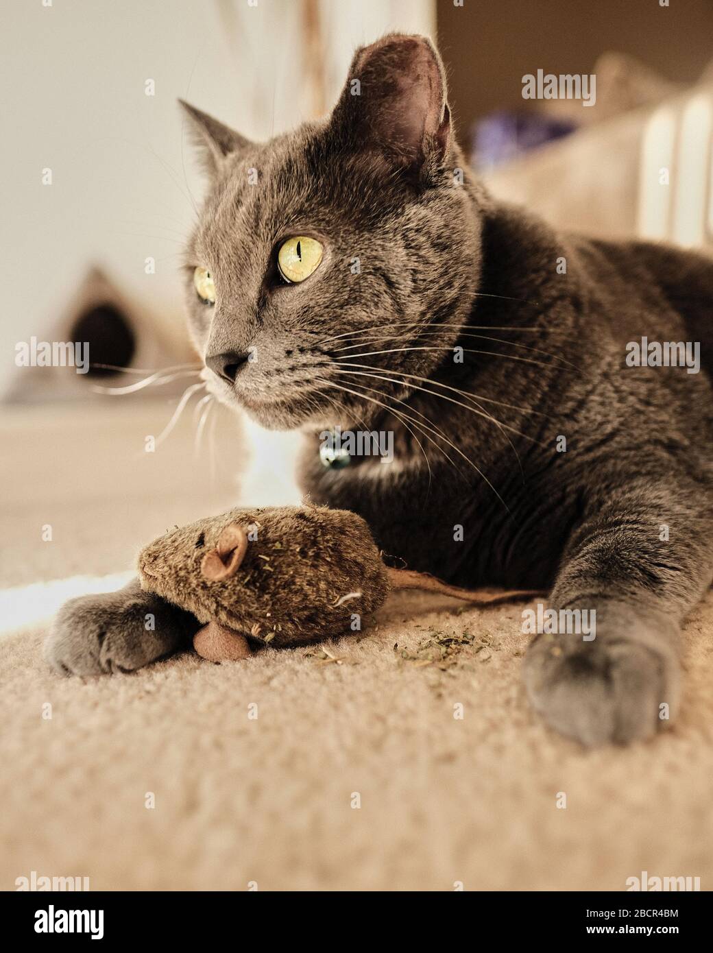 Gray cat playing with a catnip covered mouse Stock Photo
