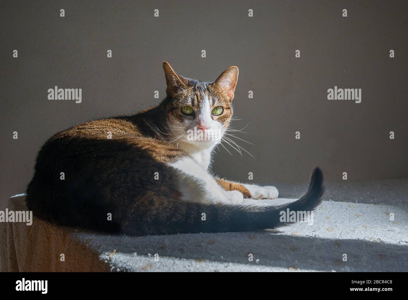 Tabby and white cat lying sunbathing Stock Photo - Alamy