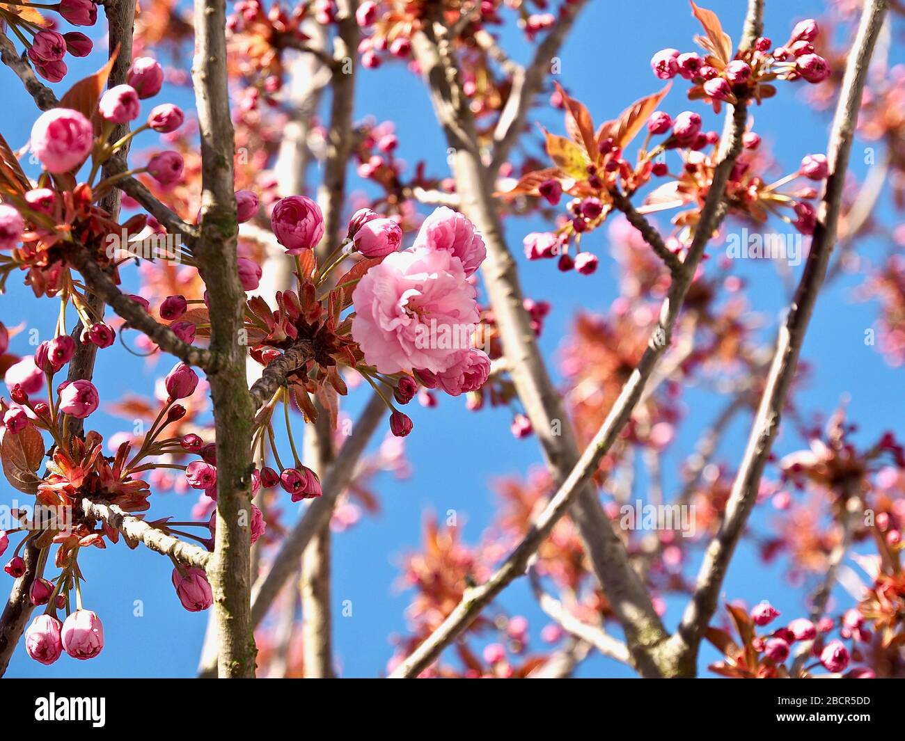 Macro of a pink blooming cherry tree with blue sky Stock Photo - Alamy