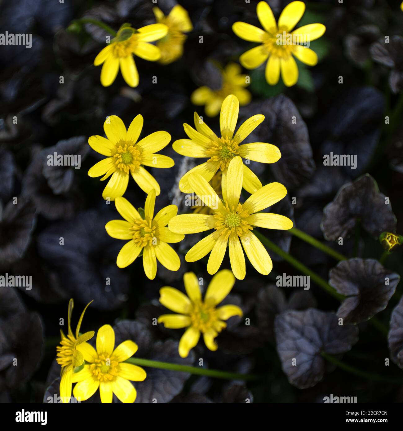 Clump of Bright Yellow Flowers Lesser Celandine Brazen Hussy in an Alsager Cheshire Garden England United Kingdom UK Stock Photo