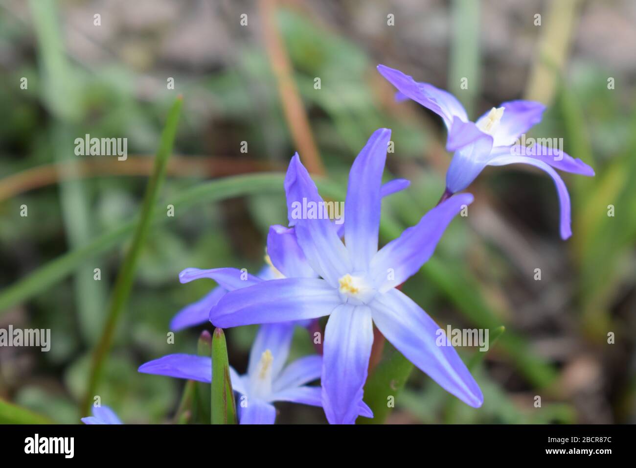 blue star flower Stock Photo
