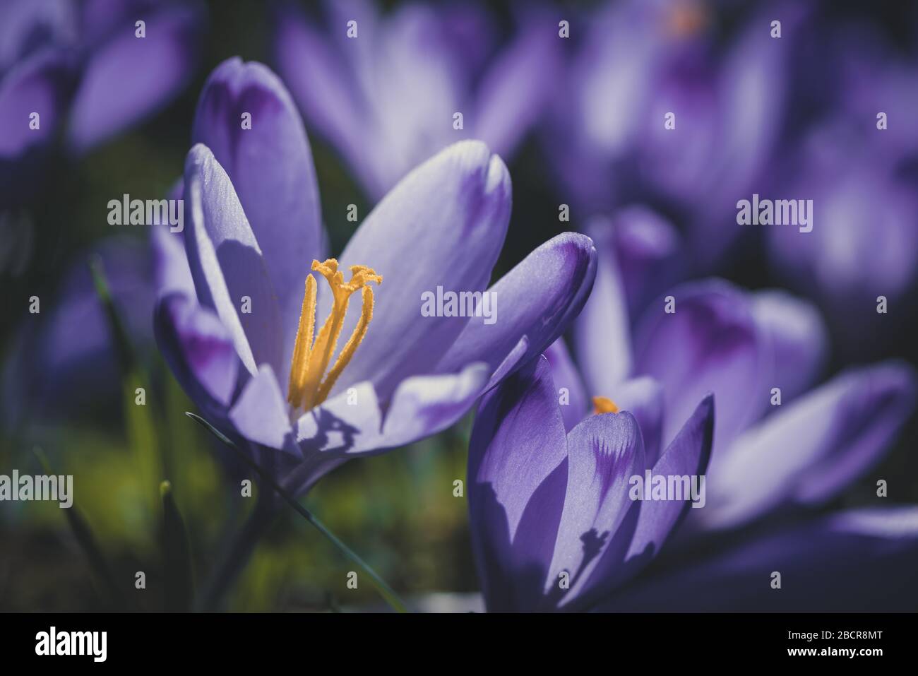 Crocus vernus flowers bloomed at the winter's end. Iridaceae family. Floral background. Spring symbol. Stock Photo