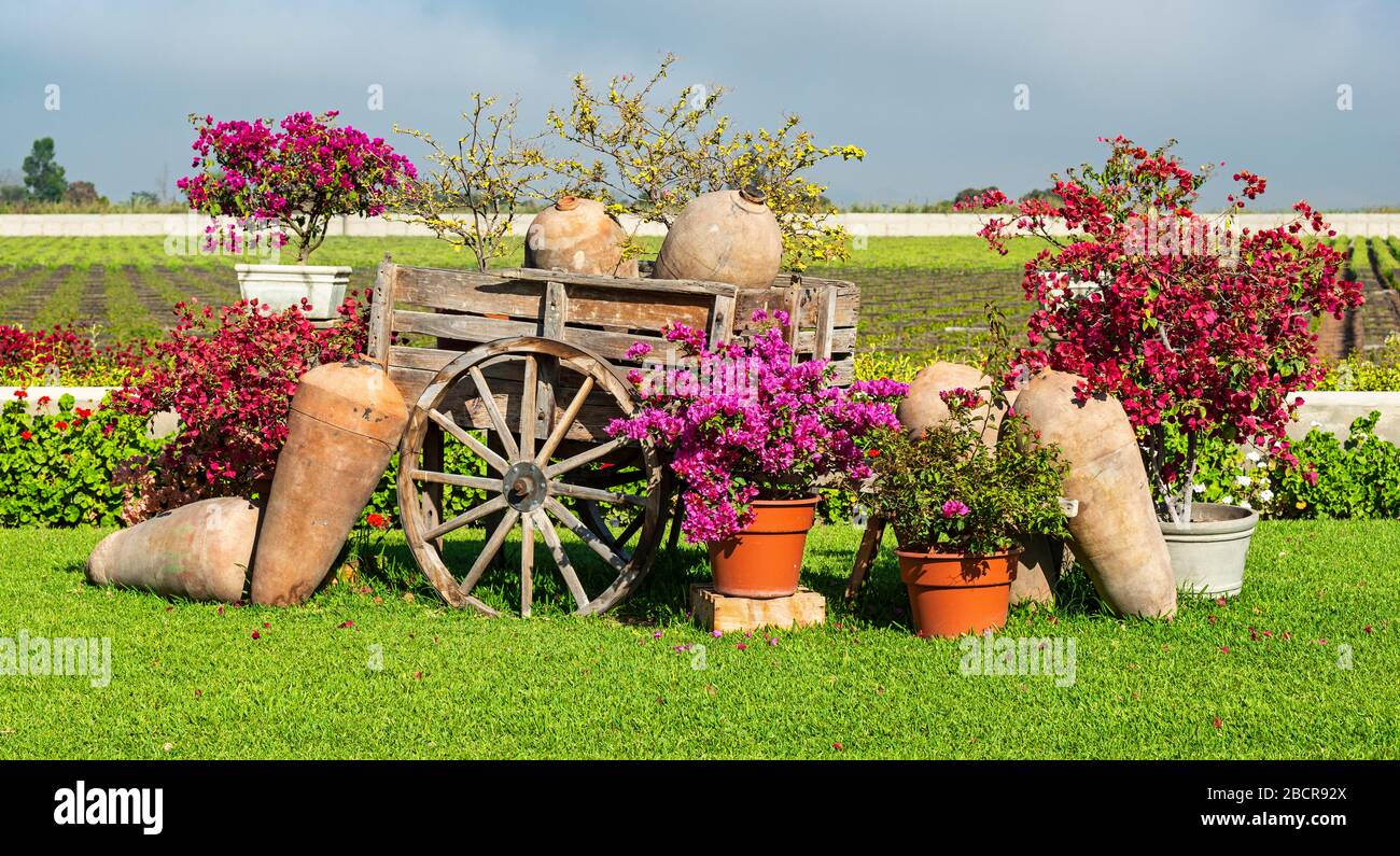 Ceramic Barrels for Pisco fermentation and an ancient transportation cart with Bougainvillea plants and flowers in a Vineyard in Ica, Peru. Stock Photo