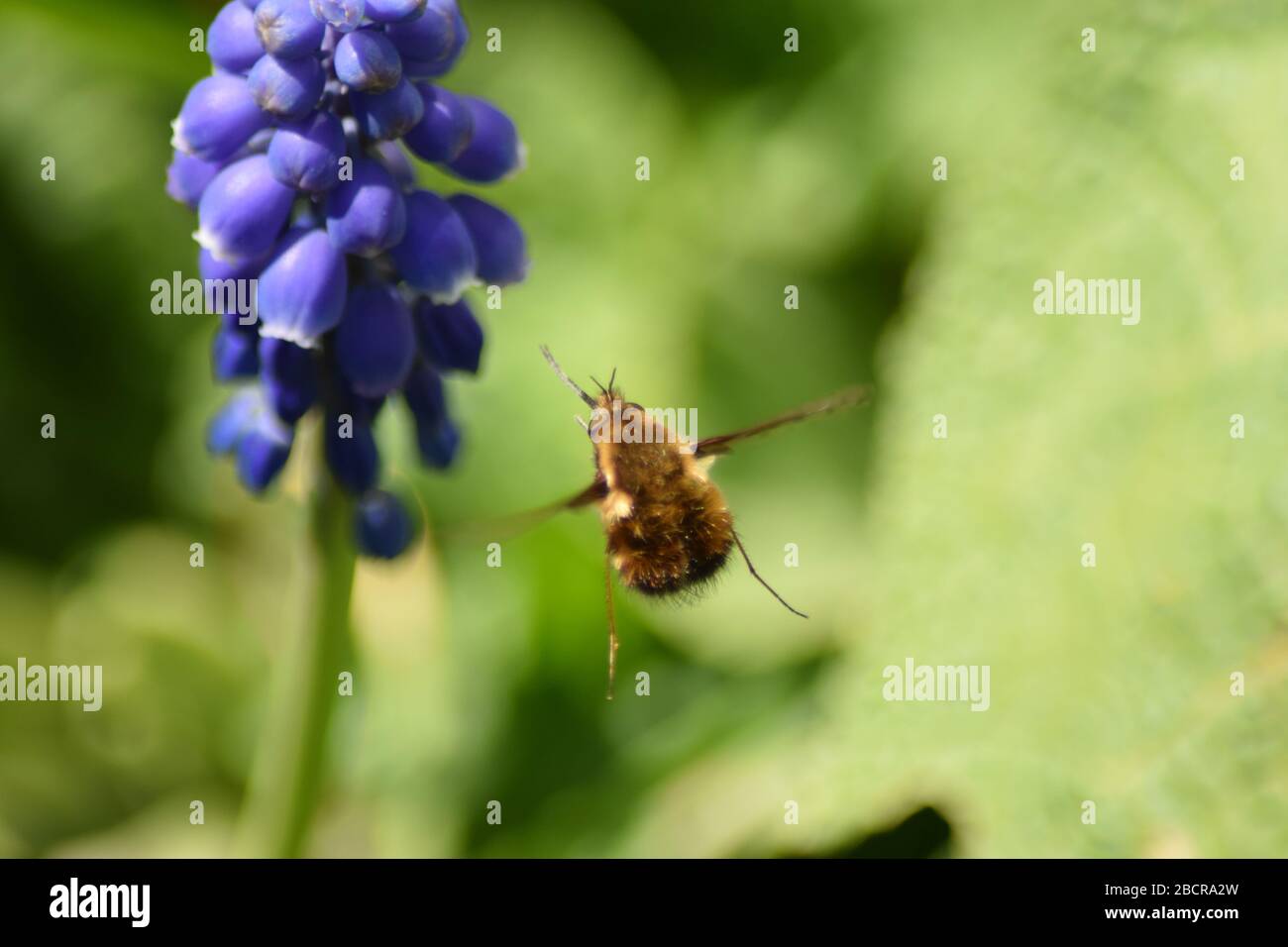 large dark edged bee-fly, northern hemisphere bumble bee variety known for early spring pollination Stock Photo