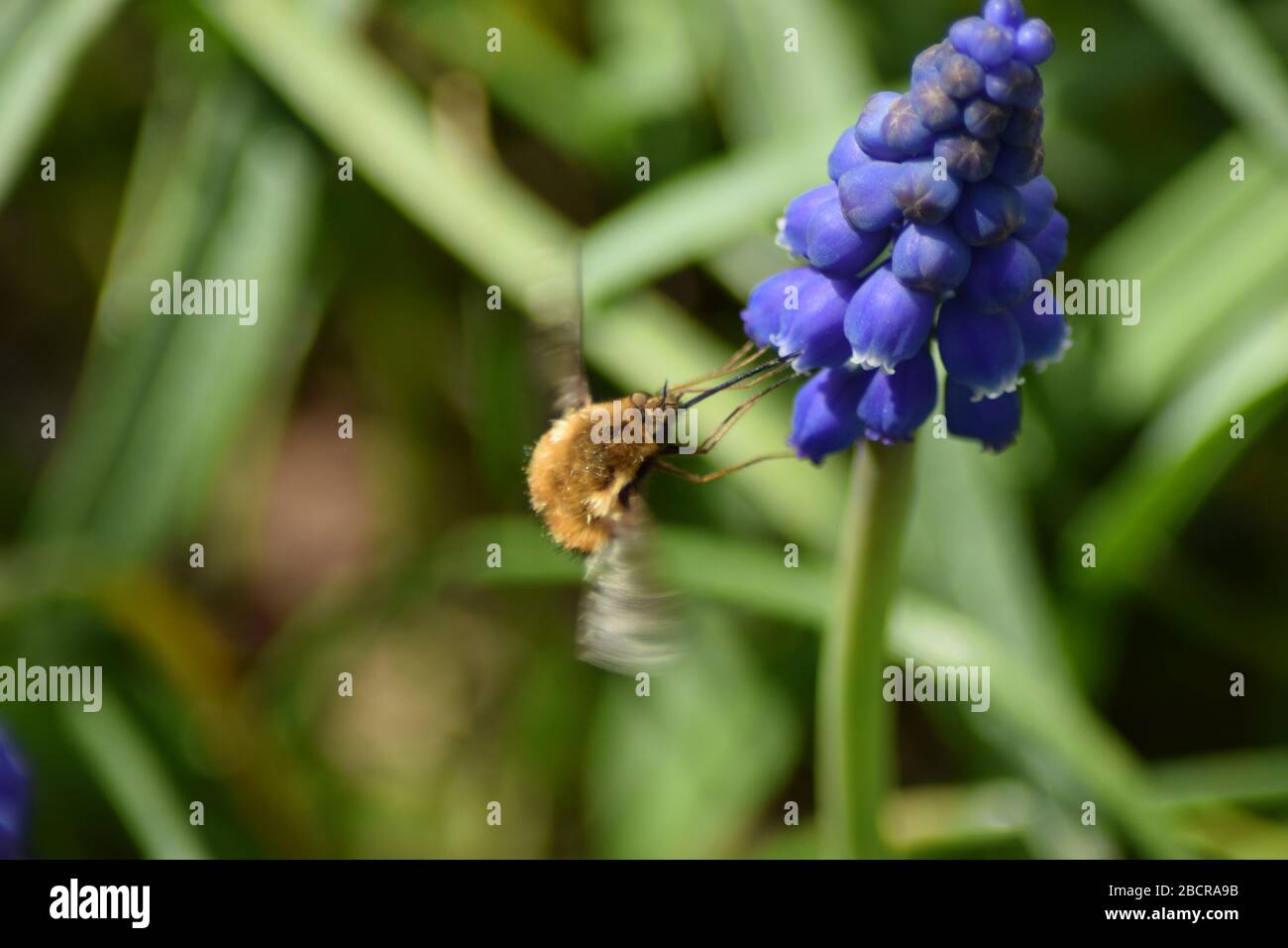 large dark edged bee-fly, northern hemisphere bumble bee variety known for early spring pollination Stock Photo