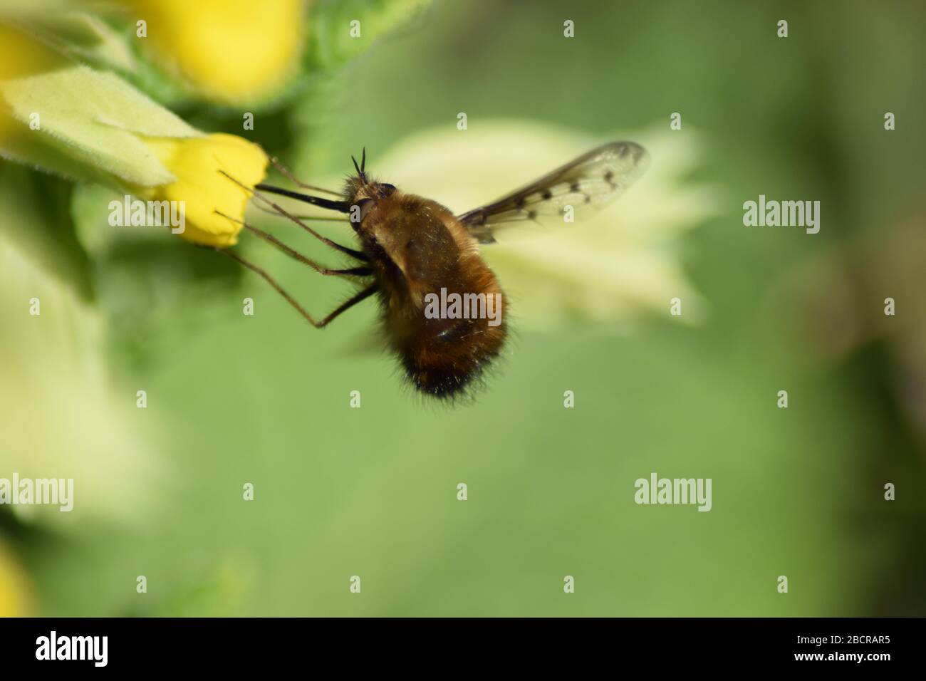 large bumblebee, bombylius major Stock Photo