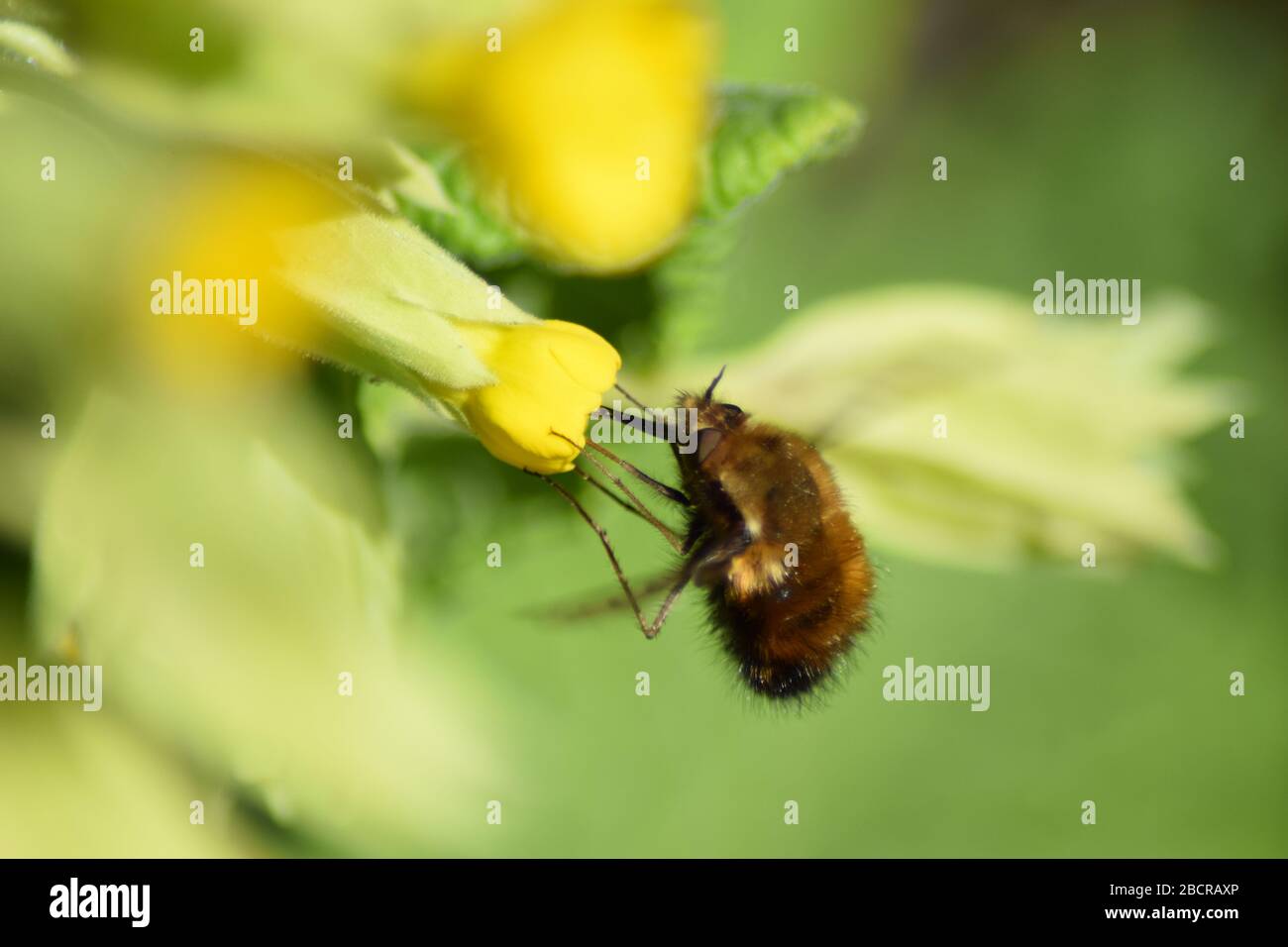 large bumblebee, bombylius major Stock Photo