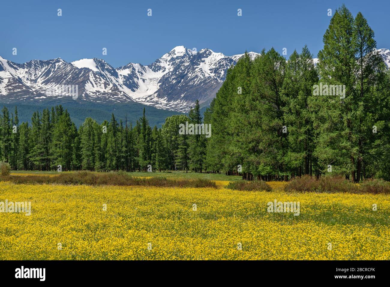 Amazing summer landscape with bright yellow flowers of buttercups (Ranunculus) on a green meadow against the backdrop of snowy mountains, forest and b Stock Photo