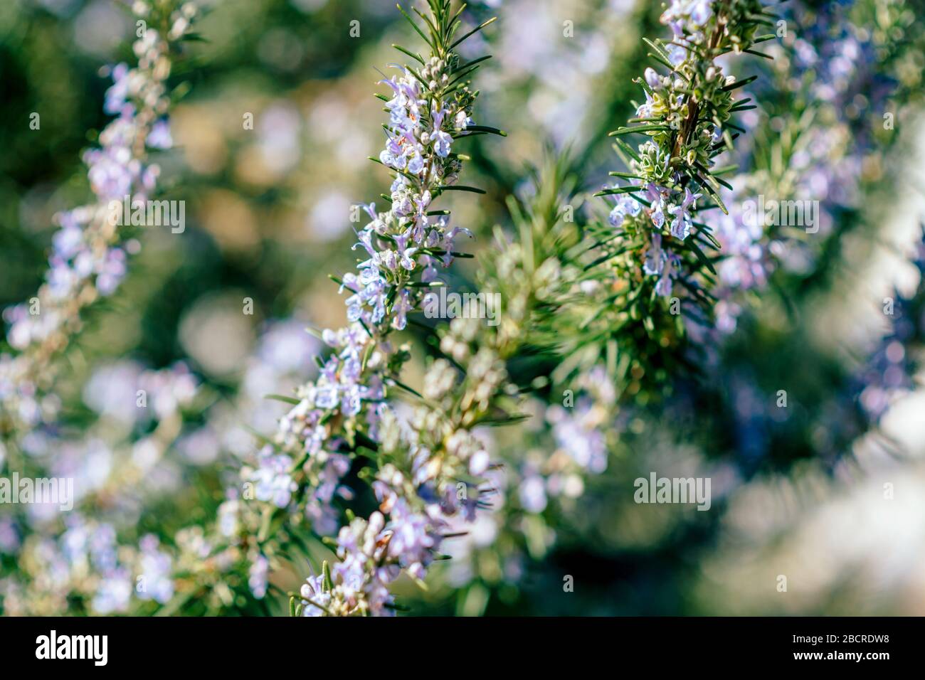 Rosemary herb sunlight flowers hires stock photography and images Alamy