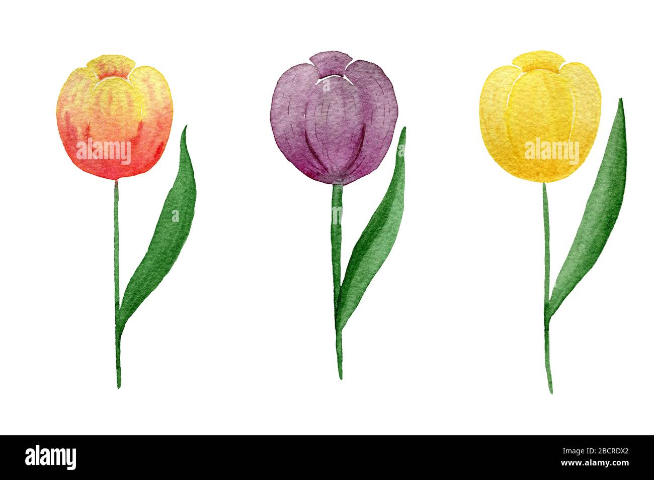 set of colorful tulips isolated on white background, watercolor floral ...