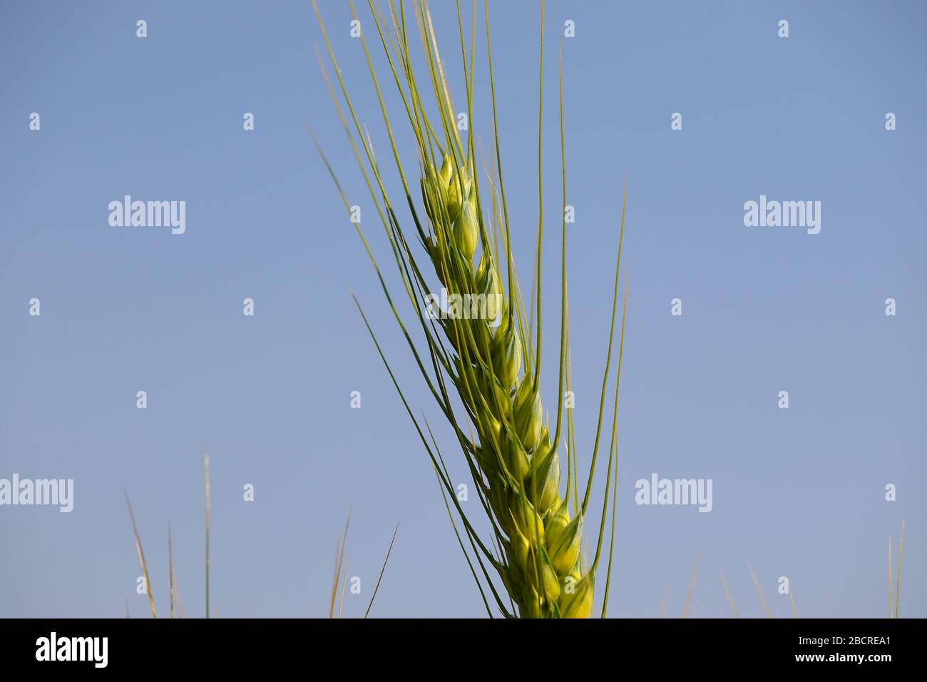 Ear of wheat closeup hi-res stock photography and images - Alamy
