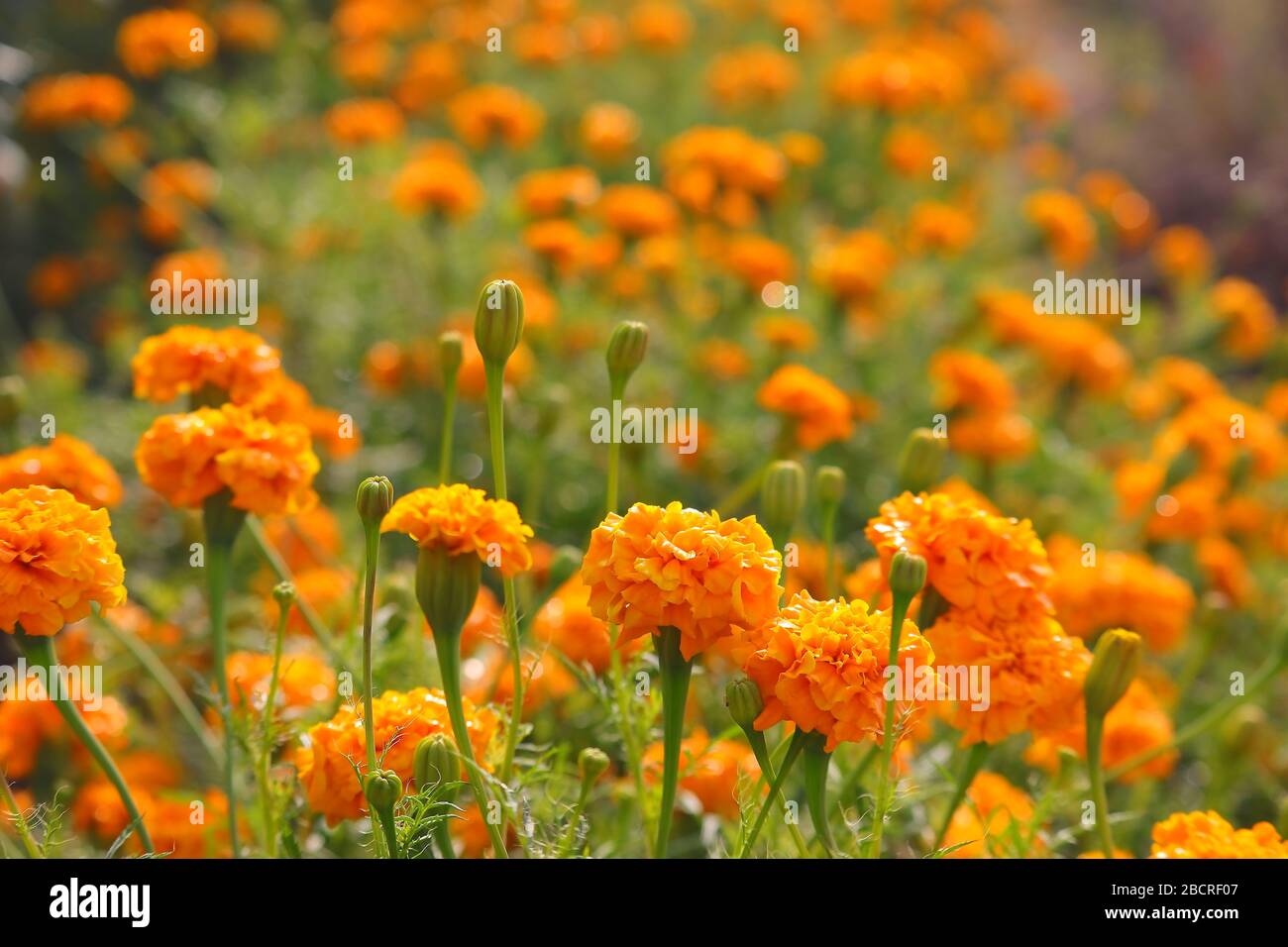 Light purple marigold hires stock photography and images Alamy