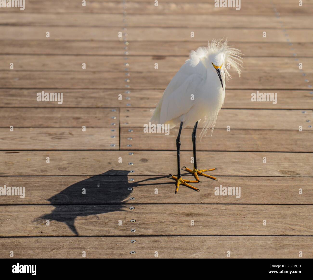 A Cute Snowy Egret Stock Photo
