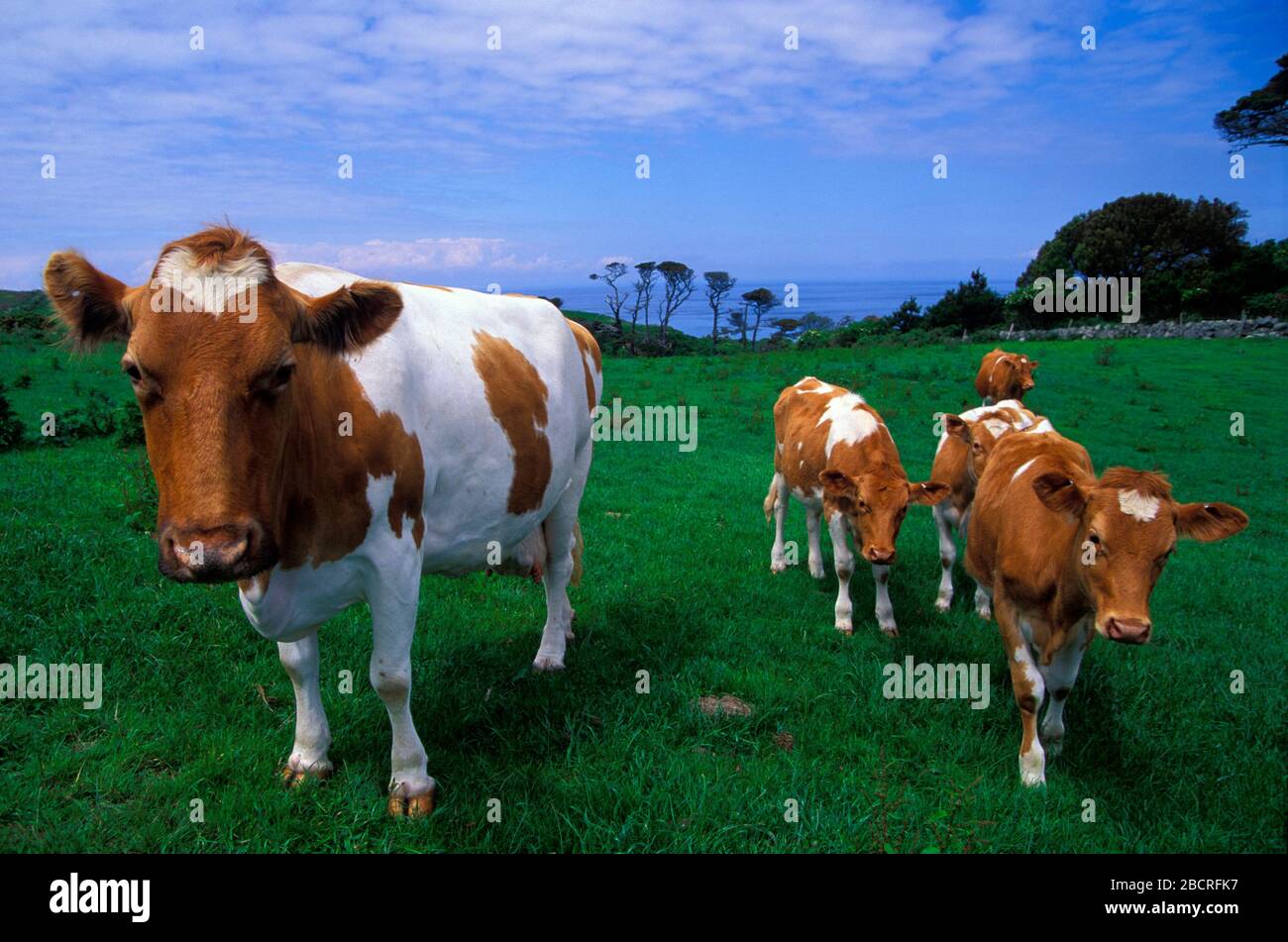 cows on Herm island, Channel Islands, Great Britain, Europe Stock Photo
