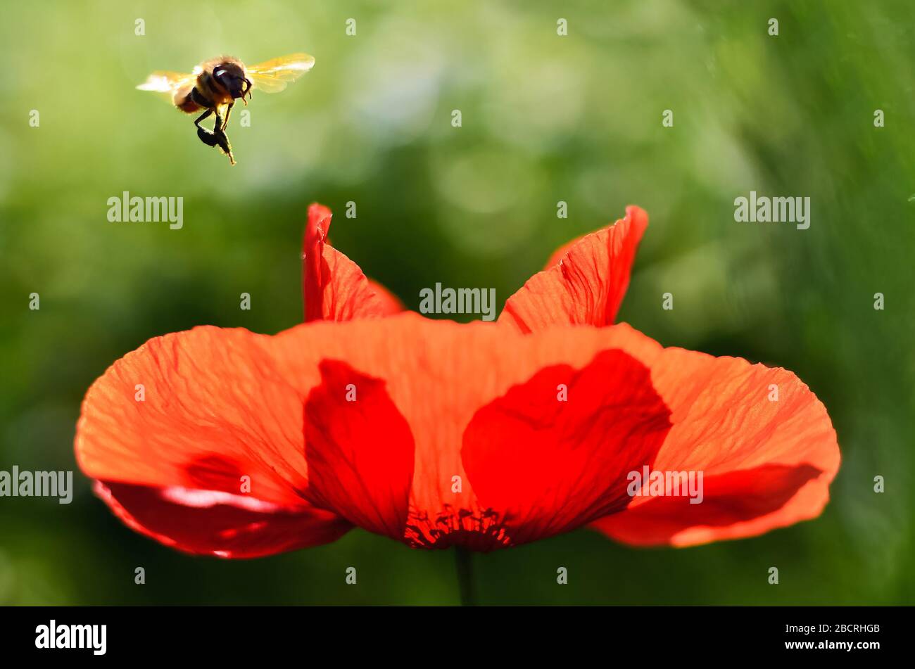 Bee flying over the spring red poppy in time of blossom in case to pollinating the flowers. Wallpaper from nature edit space Stock Photo