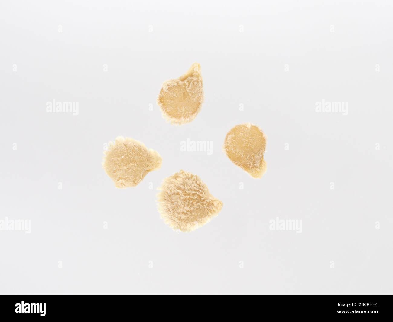 April 2020, Close Up Of Isolated Tomato Seeds (Solanum lycopersicum L.) On A White Background, London, England. Stock Photo