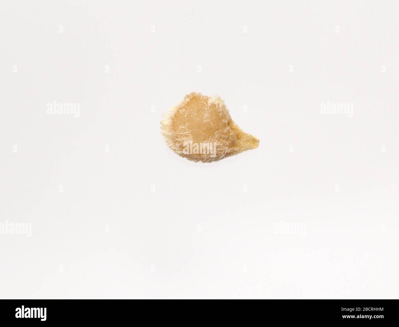 April 2020, Close Up Of An Isolated Tomato Seed (Solanum lycopersicum L.) On A White Background, London, England. Stock Photo