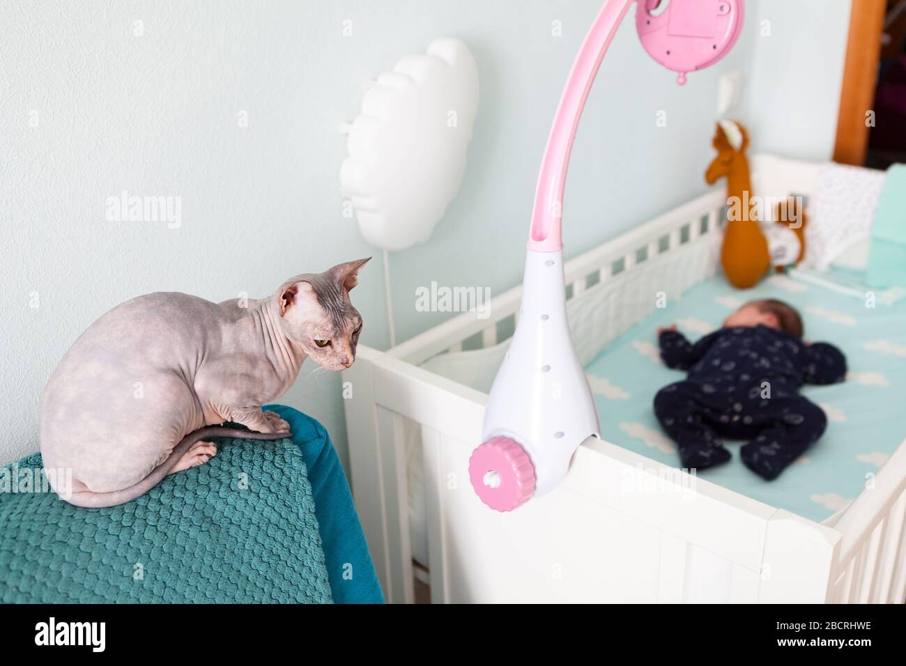 Bald sphynx cat looking after newborn baby sleeping in white bed in domestic bedroom Stock Photo - Alamy Bald sphynx cat looking after newborn baby sleeping in white bed in domestic bedroom Stock Photo - Alamy